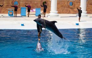 Dolphin Show Tour - Dolphin Show Program - Hotel Transfer -From Alanya